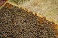 Beekeeper is working with bees and hives in apiary. Bees on the honeycomb with the queen bee. Beehive frames. Royalty Free Stock Photo