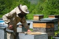 Beekeeper working collect honey. Apiary. Beekeeping concept. Royalty Free Stock Photo