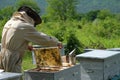 Beekeeper working collect honey. Apiary. Beekeeping concept. Royalty Free Stock Photo