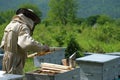 Beekeeper working collect honey. Apiary. Beekeeping concept. Royalty Free Stock Photo