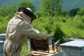 Beekeeper working collect honey. Apiary. Beekeeping concept. Royalty Free Stock Photo