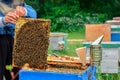 Beekeeper working collect honey. Beekeeper holding a honeycomb full of bees. Beekeeping concept. Royalty Free Stock Photo