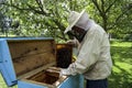 Beekeeper working collect honey.