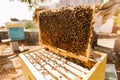 Beekeeper working collect honey. Royalty Free Stock Photo