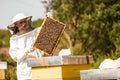 Beekeeper working collect honey. Royalty Free Stock Photo