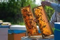 Beekeeper working collect honey. Beekeeping concept. Farmer wearing bee suit working with honeycomb in apiary Royalty Free Stock Photo