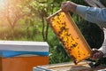 Beekeeper working collect honey. Beekeeping concept. Farmer wearing bee suit working with honeycomb in apiary Royalty Free Stock Photo