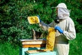 Beekeeper working collect honey. Beekeeping concept. Farmer wearing bee suit working with honeycomb in apiary. Organic farming. Royalty Free Stock Photo