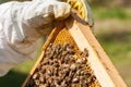 Beekeeper working collect honey. Beekeeping concept.Man and insect Royalty Free Stock Photo