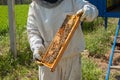 Beekeeper working collect honey. Beekeeping concept.Man and insect Royalty Free Stock Photo