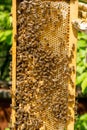 Beekeeper working on his beehives in the garden Royalty Free Stock Photo