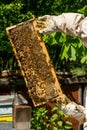 Beekeeper working on his beehives in the garden Royalty Free Stock Photo