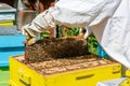 Beekeeper working on his beehives in the garden Royalty Free Stock Photo