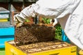 Beekeeper working on his beehives in the garden Royalty Free Stock Photo