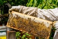 Beekeeper working on his beehives in the garden Royalty Free Stock Photo