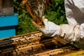 Beekeeper working on his beehives in the garden Royalty Free Stock Photo