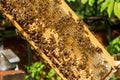 Beekeeper working on his beehives in the garden Royalty Free Stock Photo