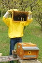 Beekeeper working with honey bees in apiary