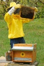 Beekeeper working with honey bees in apiary