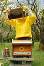 Beekeeper working with honey bees in apiary