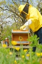 Beekeeper working with honey bees in apiary