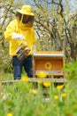 Beekeeper working with honey bees in apiary