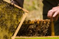 Beekeeper working on honeycomb with bees