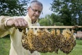 A Beekeeper working with bee quen cels Royalty Free Stock Photo