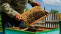 The beekeeper works in the apiary. Beehive and honey production.