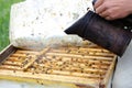 a beekeeper works in an apiary. Beekeeper's tools Royalty Free Stock Photo