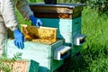 A beekeeper works on a beehive near the hives. Natural honey directly from the hive. Cell with fresh honey.