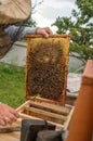 The beekeeper works with bees and bees in an apiary, in fresh air.