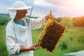 The beekeeper works with bees near the hives. Apiculture.