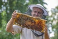 Beekeeper works in a hive - adds bees frame
