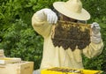 Beekeeper works in a hive