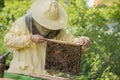 Beekeeper works in a hive - adds frames