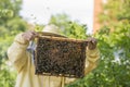 Beekeeper works in a hive - adds frames