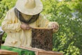 Beekeeper works in a hive - adds frames