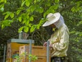 A Beekeeper works in a hive - adds frames, watching bees