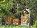A Beekeeper works in a hive - adds frames, watching bees