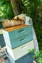 A beekeeper works with a hive of honey bees Royalty Free Stock Photo