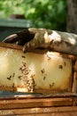 A beekeeper works with a hive of honey bees Royalty Free Stock Photo