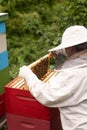 A beekeeper works with a hive of honey bees Royalty Free Stock Photo