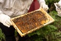 A beekeeper works with a hive of honey bees Royalty Free Stock Photo