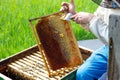 the beekeeper works with honey frames in evidence. The concept of the beekeeper