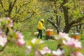 Beekeeper working with honey bees in apiary