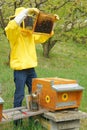 Beekeeper working with honey bees in apiary