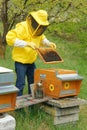 Beekeeper working with honey bees in apiary