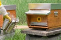 A beekeeper uses cold smoke near the entrance of a beehive