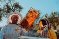 Beekeepers checking honey on the beehive frame in the field. Small business owners on apiary. Natural healthy food